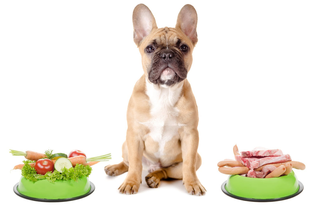 #1 Essential Nutrient Your Dog Needs: Omega Fatty Acids