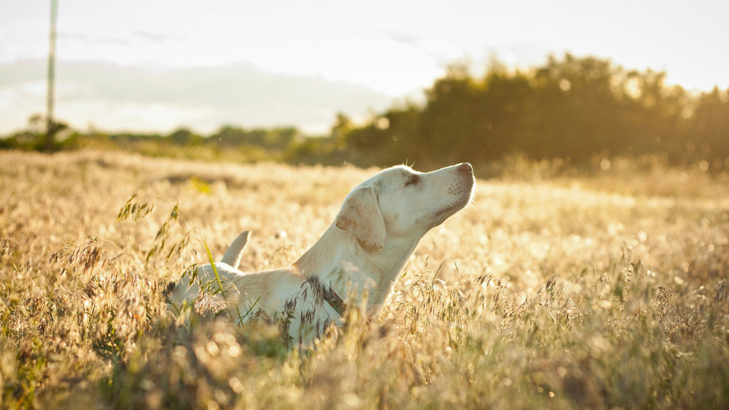 #3 Essential Nutrient for Your Dog: Vitamin D