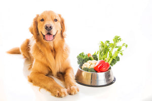 How to Tell if your Dog is Missing Vital Nutrients